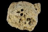 Unique, Agatized Fossil Coral Geode - Florida #188145-2